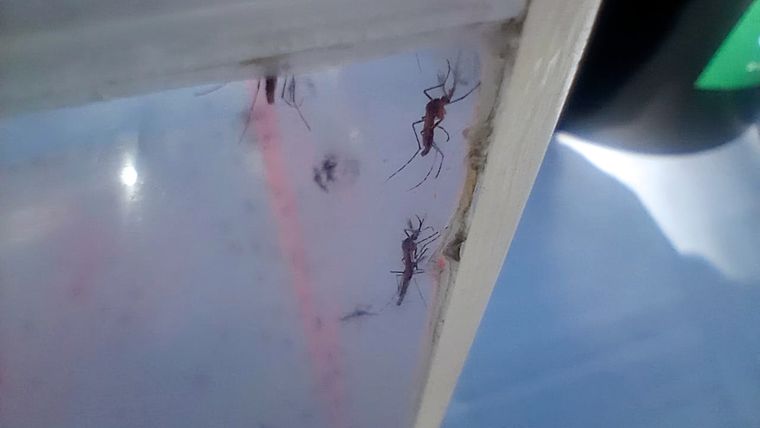 Los mosquitos son esterilizados y pigmentados de color rojo flúor para poder identificarlos. Foto: ALF PONCE MERCADO / MDZ