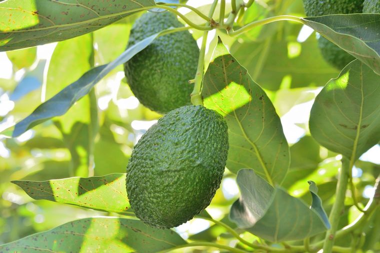 Aguacate Una planta que traerá muchos beneficios. Foto: Fuente: Shutterstock