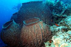 Las esponjas marinas tienen cientos de millones de años de evolución. Foto: Wikipedia.