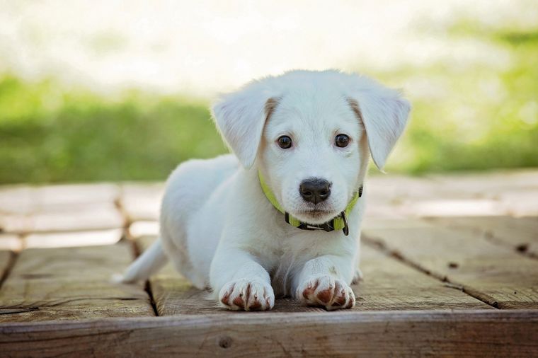 El test de personalidad utiliza una tierna imagen con un perro y un corazón. Foto: Pixabay