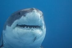 El último caso de muerte por ataque de tiburón en Australia fue el de una adolescente de 17 años, este lunes 3 de febrero. Foto: Shutterstock El último caso de muerte por ataque de tiburón en Australia fue el de una adolescente de 17 años, este lunes 3 de febrero. Foto: Shutterstock