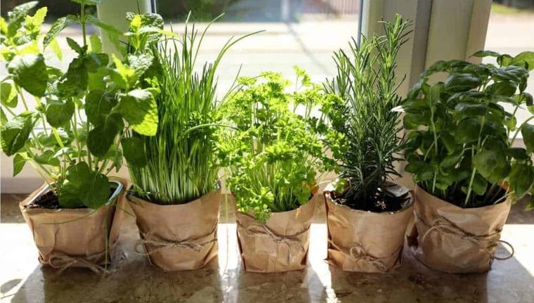 El jardín con hierbas como lavanda, albahaca y citronela reduce la presencia de mosquitos. Foto: Archivo