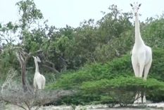 cazadores mataron a la unica jirafa blanca y a su cria