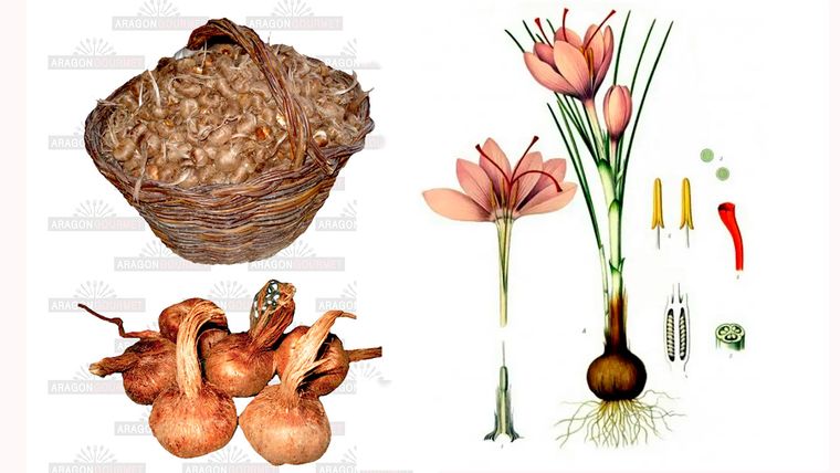Bulbos de azafrán. También conocido como Bulbos de azafrán. También conocido como