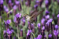 Además de tener un exquisito aroma, es ideal para espantar a las hormigas Foto: SHUTTERSTOCK