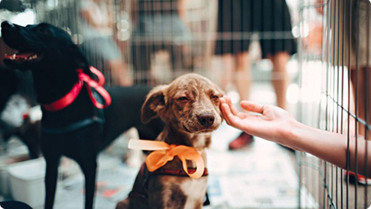 Animales BA: la nueva web para buscar mascotas perdidas, adoptar y pedir turnos gratis