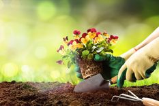 JARDÍN LOS CUIDADOS DE JARDINERÍA BÁSICOS TIENEN QUE VER CON EL RIEGO, LOS NUTRIENTES NECESARIOS PARA EL SUSTRATO Y LA ILUMINACIÓN QUE REQUIERE CADA PLANTA Foto: shutterstock