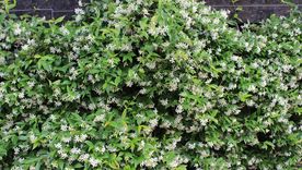 Esta planta es ideal para plantar en esta época del año. Esta planta es ideal para plantar en esta época del año.