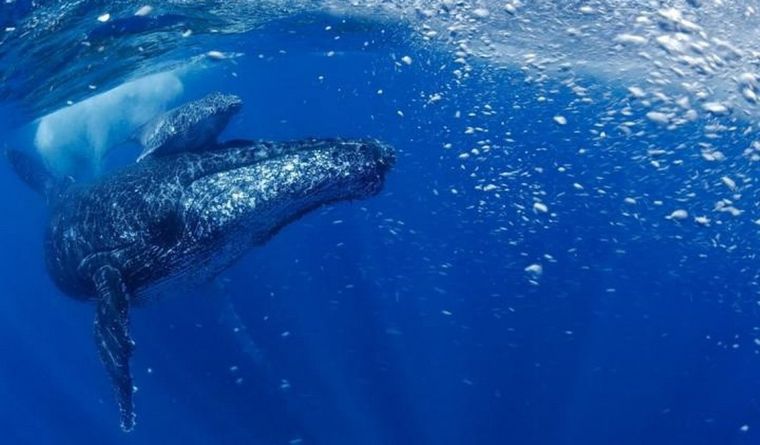 Una ballena jorobada. Foto: Dpa.