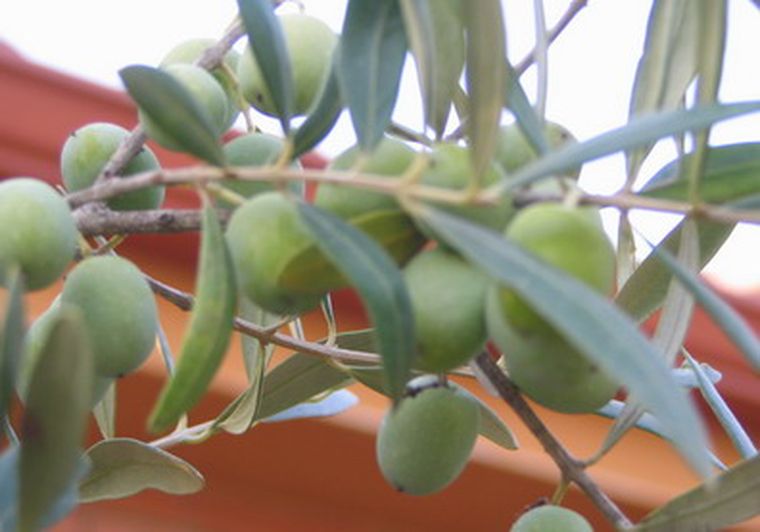 El aceite de oliva, goza de gran demanda en el mercado. Foto: web