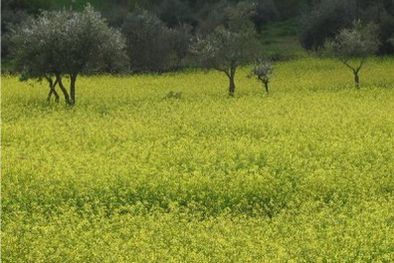 MDZol | San Luis sostiene que la sequía no los afectó. Foto: Gobierno de San Luis