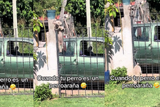 El perro se hizo viral por la manera de entrar a su casa. Foto: Archivo MDZ