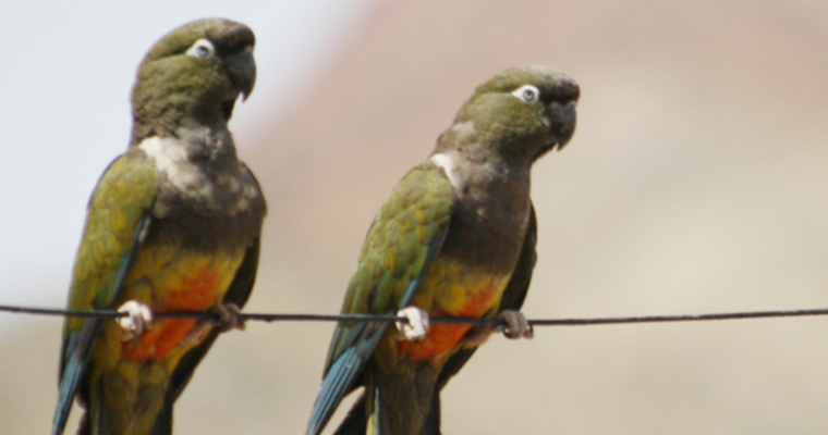 Invasión de loros barranqueros: Hilario Ascasubi vive sitiado por 70 mil de estos alados. Foto: Wikipedia