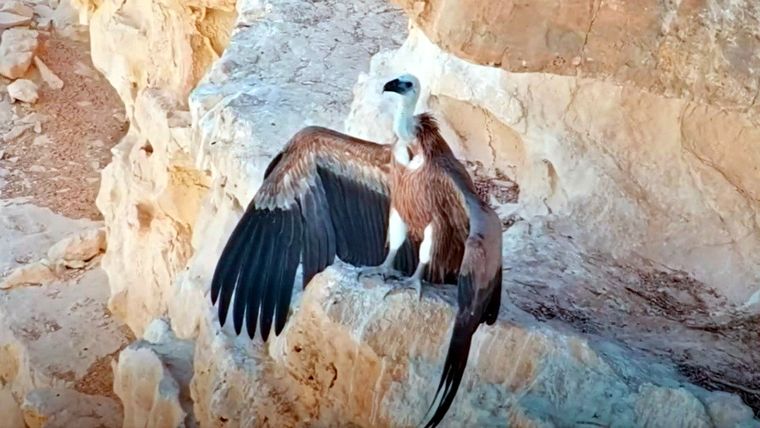 Cría de buitre leonado (Gyps fulvus) alimentada mediante un dron. Foto: RT