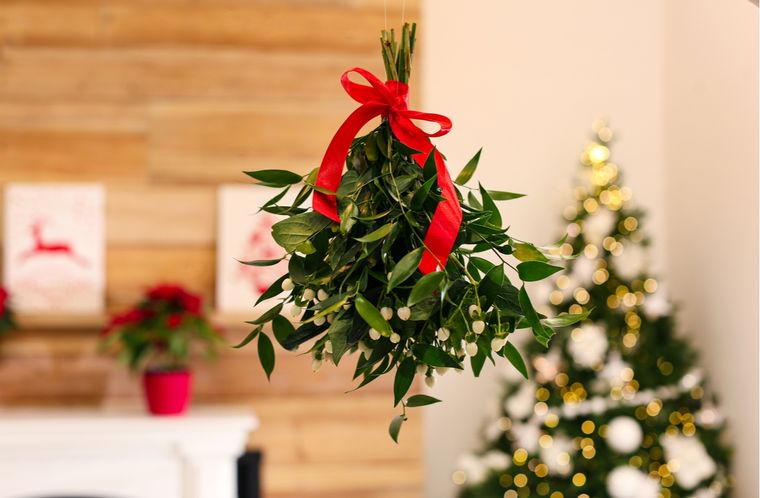Navidad Cómo cuidar el muérdago y hacer que crezca en tu jardín Foto: Shutterstock