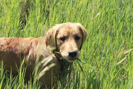 ¿Por qué los perros comen pasto?
