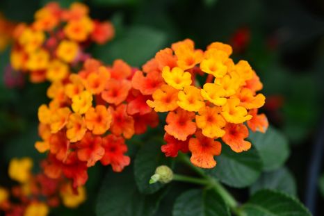 Elegir plantas adaptadas al clima puede marcar la diferencia entre un jardín castigado por las heladas y uno que conserva su atractivo durante el invierno. Elegir plantas adaptadas al clima puede marcar la diferencia entre un jardín castigado por las heladas y uno que conserva su atractivo durante el invierno.