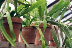 Las macetas de cerámica no solo duran más tiempo que las de plástico sino que también resisten más al calor y mantienen mejor la humedad en la tierra. Foto: Pexels.com