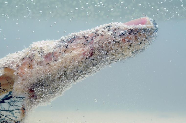 Foto: http://www.fotciencia.es/