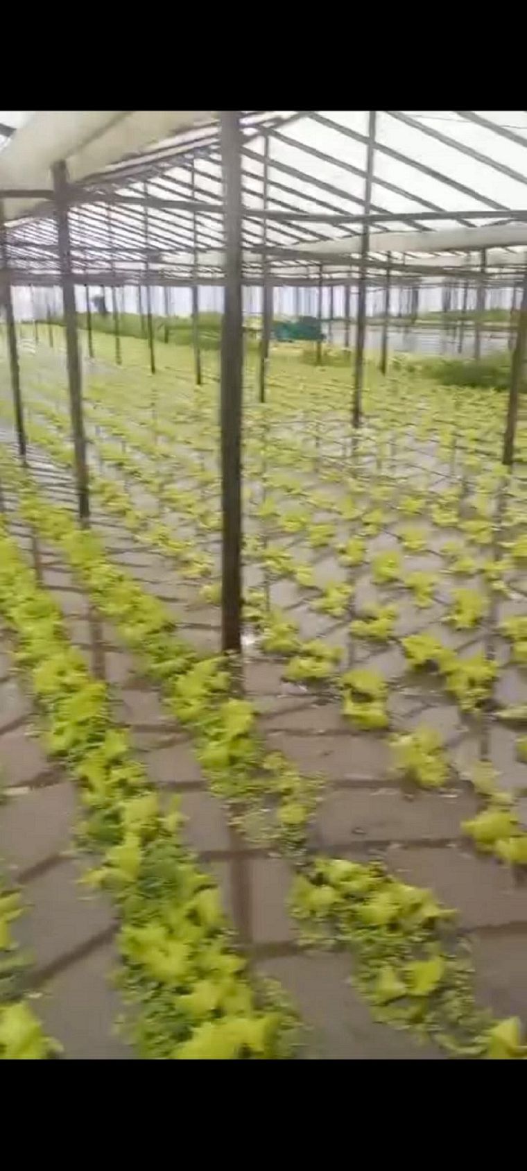 Los quinteros del cordón frutihortícola platense afirman que por el temporal del viernes perdieron gran parte de la producción , especialmente de verdura de hoja Foto: José Luis Carut MDZ