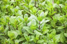 La menta es una planta con múltiples aplicaciones y ventajas Foto: Fuente: Shutterstock