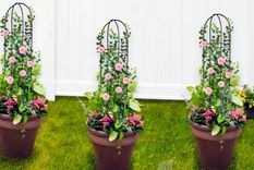 Las rejas para plantas es una estructura que para sostener y exhibir una variedad de plantas trepadoras. de interior. Foto: mercadolibre.com.ar