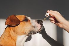 Sigue estos consejos para corroborar que tu perro tiene buena salud Foto: Archivo