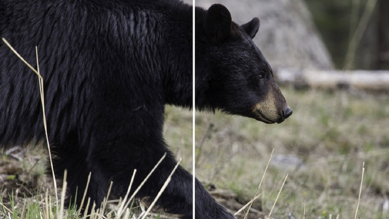 La actitud de un oso se hizo viral en internet
