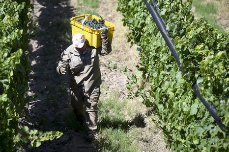 Las bodegas funcionan y continúa la cosecha en Mendoza
