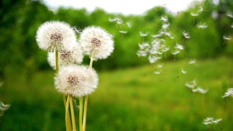 Diente de león, una planta que esconde muchos secretos Foto: Adobe stock