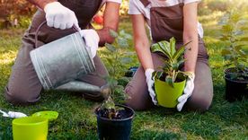 El árbol perfecto para un jardín en la ciudad. Foto: shutterstock El árbol perfecto para un jardín en la ciudad. Foto: shutterstock
