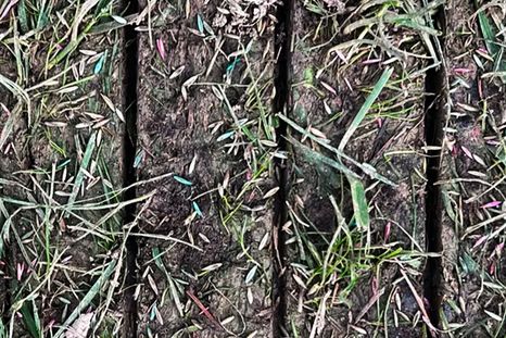 Resiembra de césped por hendiduras implica usar una herramienta para hacer los surcos. Créditos: gentileza shutterstock.com/es/g/SherryBarrPhotography