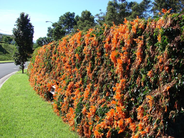 Foto: Jardines sin fronteras