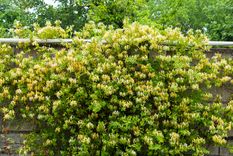 Esta planta trepadora aporta color y aroma al jardín. Foto: Shutterstock