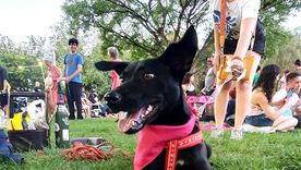 Zuri, es una de la perritas que busca un hogar y cada sábado asiste al Parque Central a las jornadas que organiza Estoy Aquí Mendoza. Zuri, es una de la perritas que busca un hogar y cada sábado asiste al Parque Central a las jornadas que organiza Estoy Aquí Mendoza.