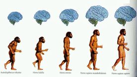 ¿Nos haremos más fuertes?: Expertos del Leloir responden a la BBC