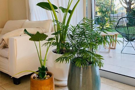 La paisajista Mona Caballero comparte una guía completa de cuáles son las mejores plantas para interior. Dale un toque verde a un rincón de tu casa o departamento. Foto: Instagram @verdekko