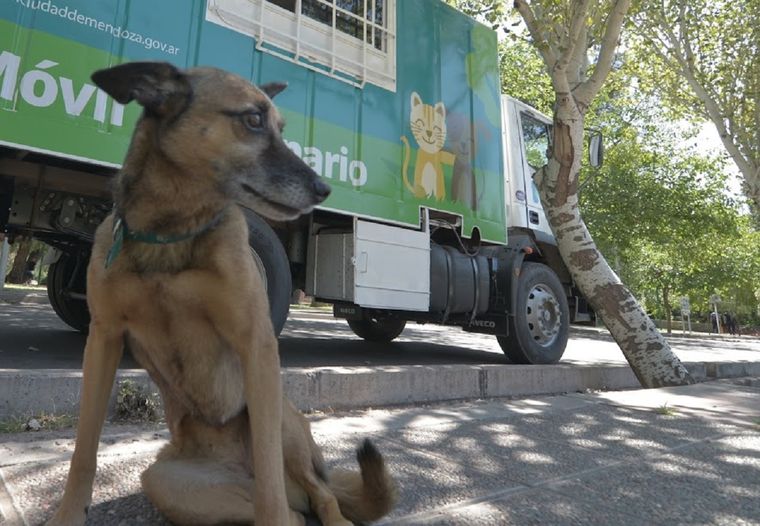 Durante febrero se realizarán castraciones, vacunas y controles básicos para mascotas en la Ciudad de Mendoza. Durante febrero se realizarán castraciones, vacunas y controles básicos para mascotas en la Ciudad de Mendoza.