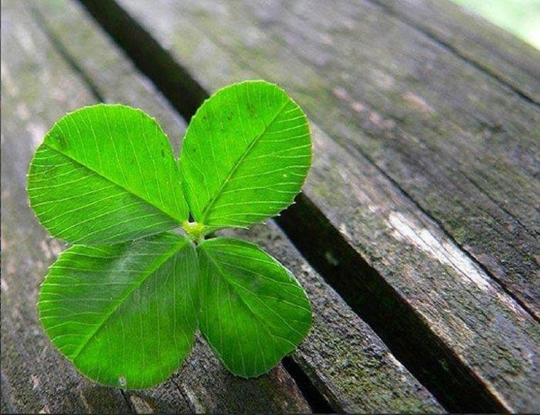 Foto: Pixabay - pixabay.com