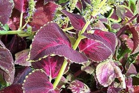 El coleo es una de las tres plantas de esta lista. El coleo es una de las tres plantas de esta lista.