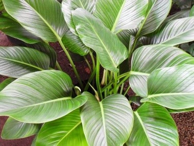 El filodendro es una de las tres plantas de esta lista. El filodendro es una de las tres plantas de esta lista.