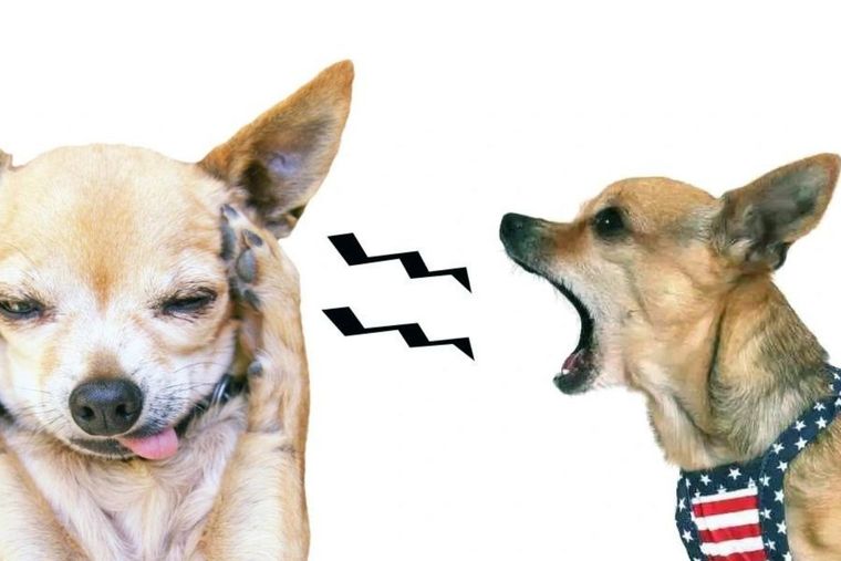 Esto quiere decir tu perro cuando ladra Foto: Peluquería Canina Online