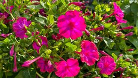 Las flores nocturnas se destacan por sus aromas intensos al caer la tarde. Las flores nocturnas se destacan por sus aromas intensos al caer la tarde.