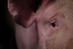 Un cerdo fue operado a gran distancia. Foto: Efe.