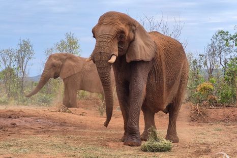 La elefanta Kenya y Pupy en el santuario de Brasil. La elefanta Kenya y Pupy en el santuario de Brasil.