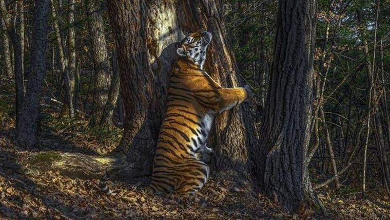 La imagen ganadora de Sergey Gorshkov se llama El abrazo.
