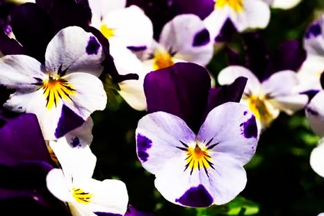 Es posible llenar el jardín de flores en invierno. Foto: eiviss-garden.com Es posible llenar el jardín de flores en invierno. Foto: eiviss-garden.com