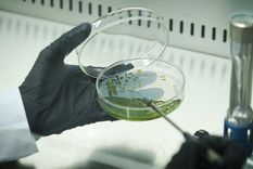 un desarrollo argentino purifica aire a partir de microalgas nativas