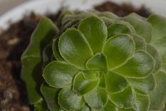 Suculenta, Planta,&nbsp;