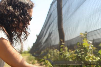 MDZol | El campo de árboles de almendras se ubica en la Estancia Las Piedras, en Villa del Totoral, provincia de Córdoba Foto: Instagram @almendrar